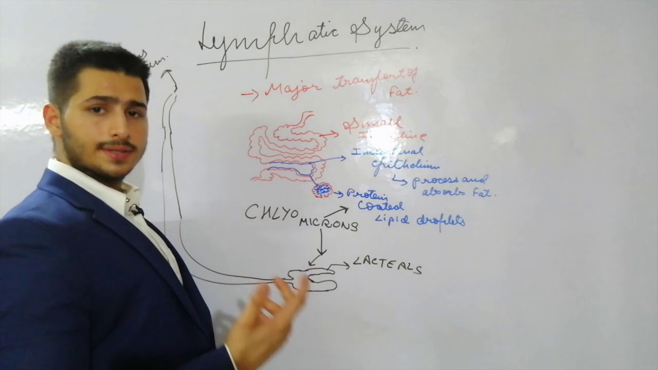 Introduction to the Lymphatic System II Introduction to Human Anatomy