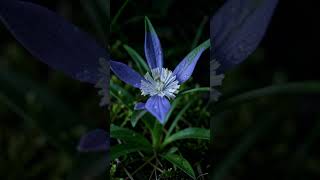 オリジナル曲Noctiflora