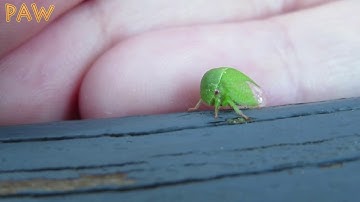 Did you know about this CUTE bug? | Treehopper
