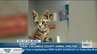 Pet of the Week: Thor from the Columbus Co. Sheriff’s Animal Protective Services