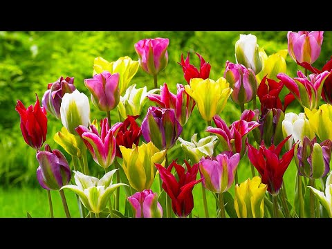 Video: Hva er Viridiflora-tulipaner – Lær om dyrking av Viridiflora-tulipanløker