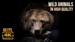 Красивое Видео С Животными 4К 60 Fps Wild Animals In High Quality