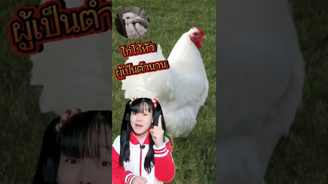 "ไมค์" ไก่ไร้หัวผู้เป็นตำนาน #เรื่องแปลก