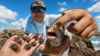 Jetty Fishing With Live Fiddler Crab for Sheepshead!