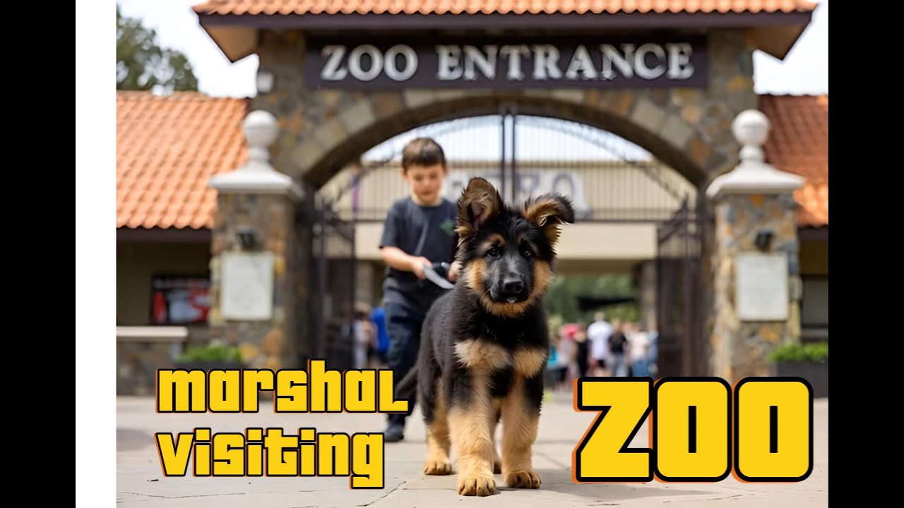 Marshal 🐶 🐕( The German Shepherd Dog ) Visited To ZOO!!🦒 🐒