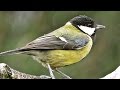 Great Tit - Birds On and Off The Branch