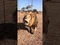 जानवरों की सबसे तेज़ आवाज़ें #facts #shorts #reels #youtubeshorts #animals #animalshorts #loudsound