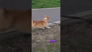 Корги Буфи гуляет в парке#корги #собака #животные #corgi #вельшкоргипемброк #shorts