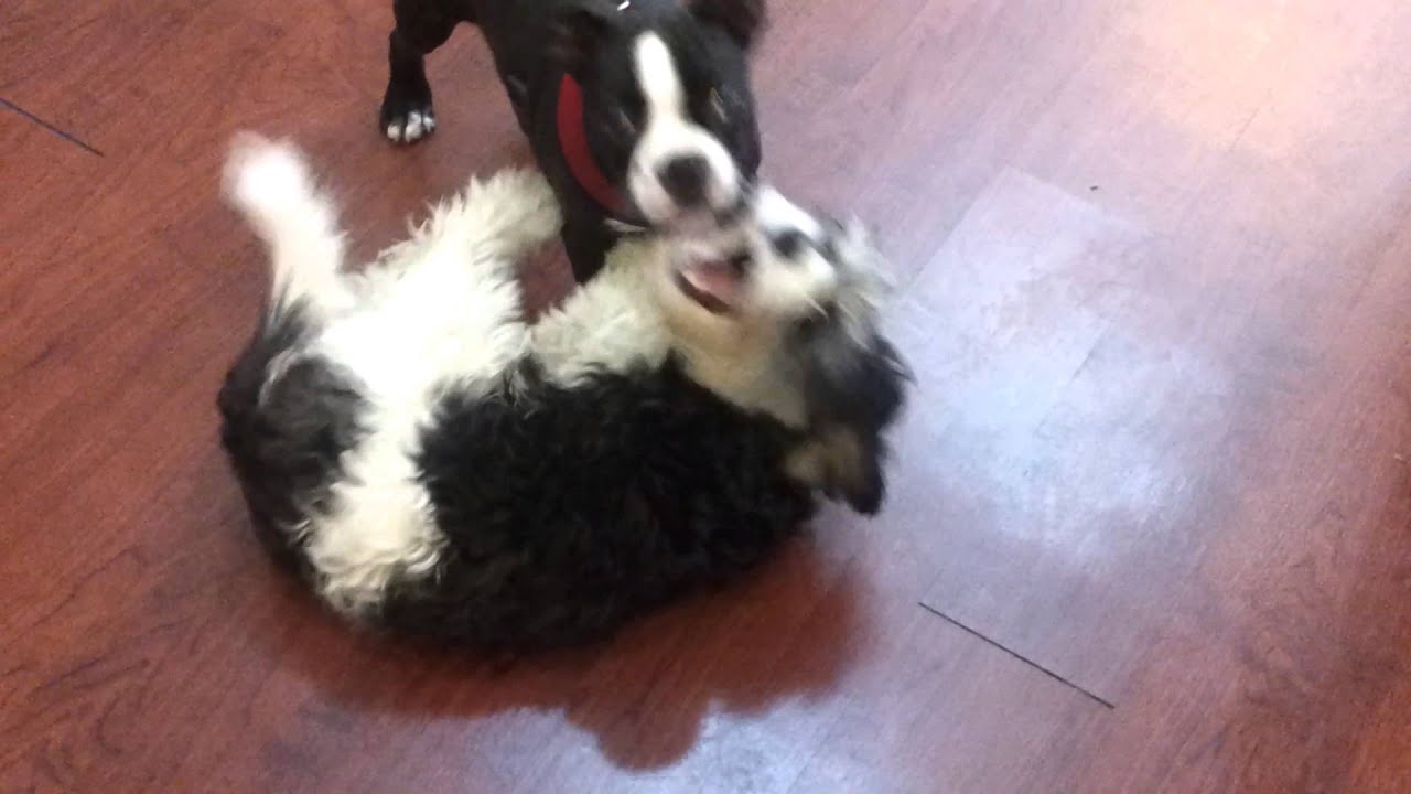 Cute Puppy Video Ruff Playtime at Doggie daycare at New York Dog Nanny
