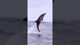 Охота касаток на дельфина #motosnab #vdk #вдк #море #природа #охота #рыбалка #fish #fishing #boat