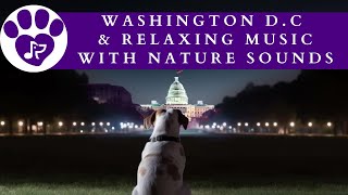 Soothing Calming Firework Echoes 🌃 An 8-Hour Peaceful Experience for Pets (DC Twilight Animation)