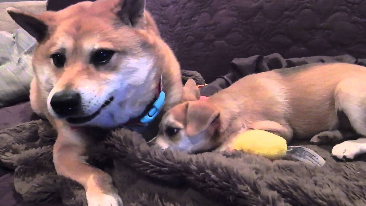 DC Shiba Inu Rescue: Sumi and Kimiko - YouTube