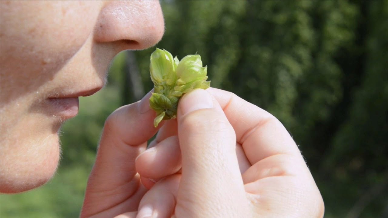 How Covid Can Make Everything Smell Rotten