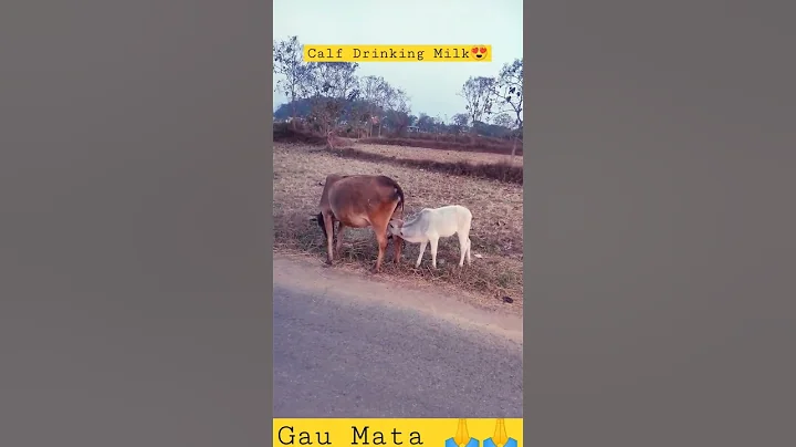 Calf drinking it's mother's milk 🐮🐄🍼 #gaumata #mother #love #baby #cow #shorts #viral #video #india