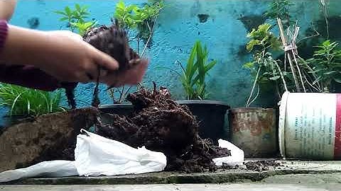 hasil menanam jahe dalam ember cat bekas