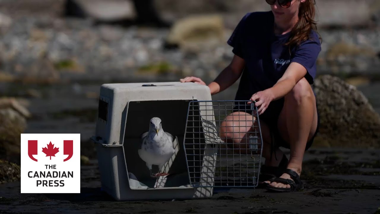 Gull released in B.C. after rehabilitation
