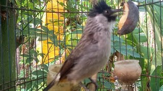 Suara crecetan burung kutilang