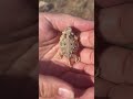 Little horned lizards get a new home