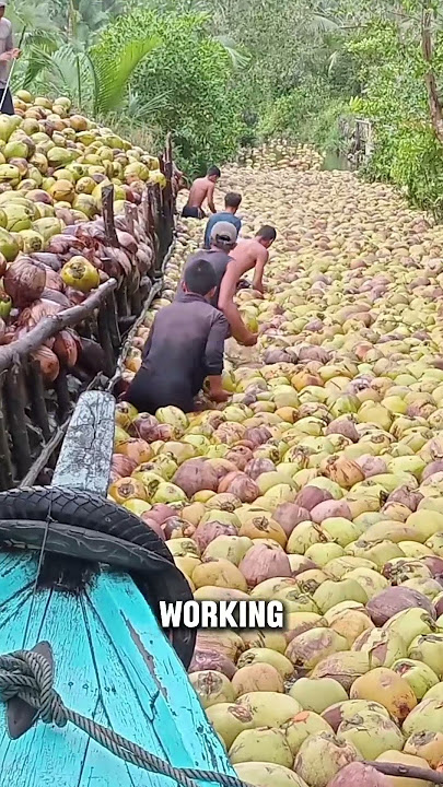 Transportasi Kelapa yang Efisien #shorts