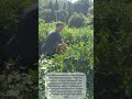 Most Satisfying Tea Harvest! 🍃 Precision Trimming with a Single-Man Harvester