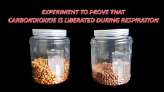 Experiment to prove that CO2 is liberated during respiration