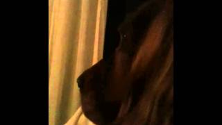 Aster Istindo Marmaduke