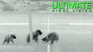 Best Thermal Coyote Hunting Footage with the Trijicon IR Hunter MKIII 60mm