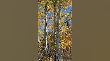Aspen birch trees