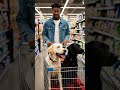 🐶🛒 Double the dogs, double the fun! 😍
