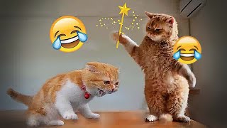 Best Funny Animals 2024😜Funniest Dogs and Cats😿🐶😁part 1 by Pet bradlab2k 21,176 views 1 month ago 32 minutes