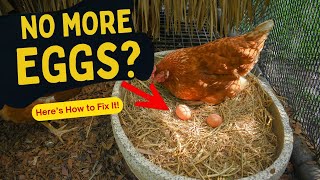 Why Have My Chickens Stopped Laying Eggs? (Fix It Fast!) #chickenfarming  #egg  #backyardchickens