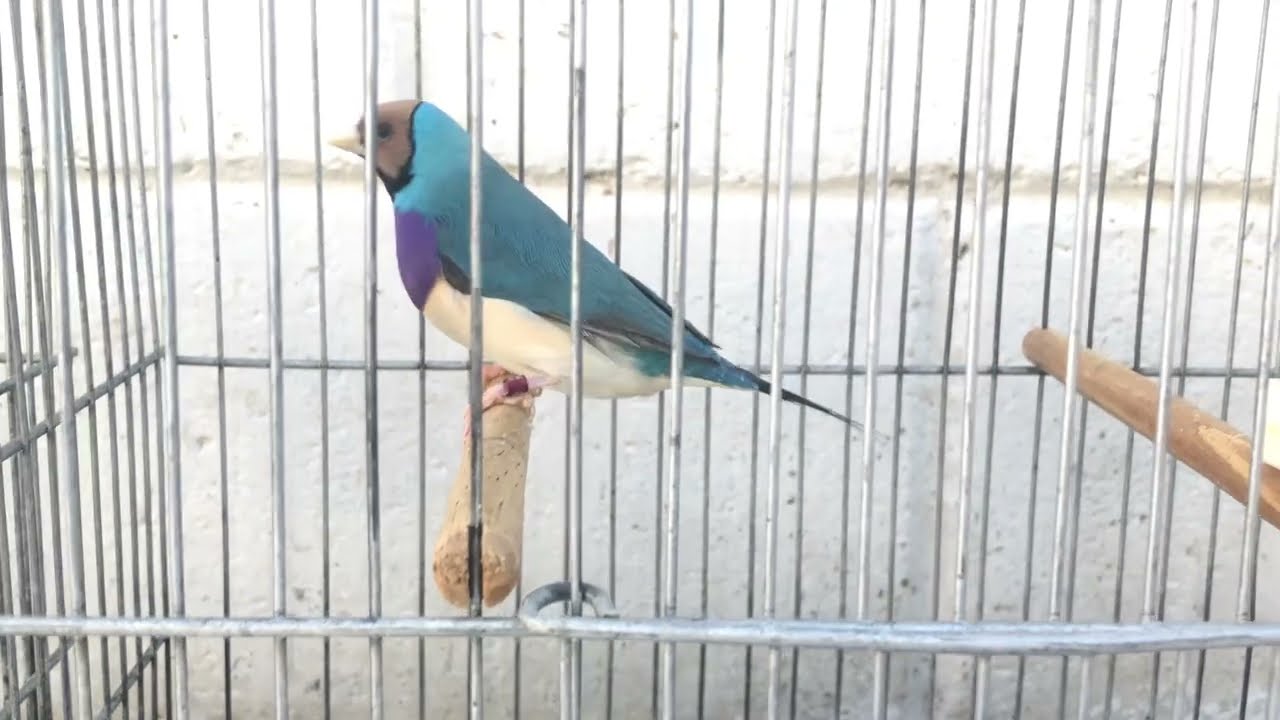 Mutações de diamante gould, como cada uma atua na plumagem