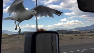 Seagull Fight Club!