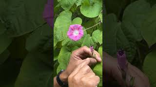 Tips for Growing Morning Glory Flowers 🌺