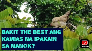 BAKIT THE BEST ANG KAMIAS IPAKAIN SA MANOK