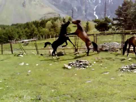 ცხენების ჩხუბი / quarrel of horses
