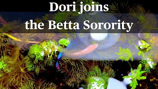 Mini Betta Tank: the end & joining the betta sorority