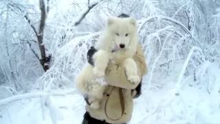 Самоед. Первый снег. Зима 2016. Samoyed (smiley Dog). First Snow. Winter 2016