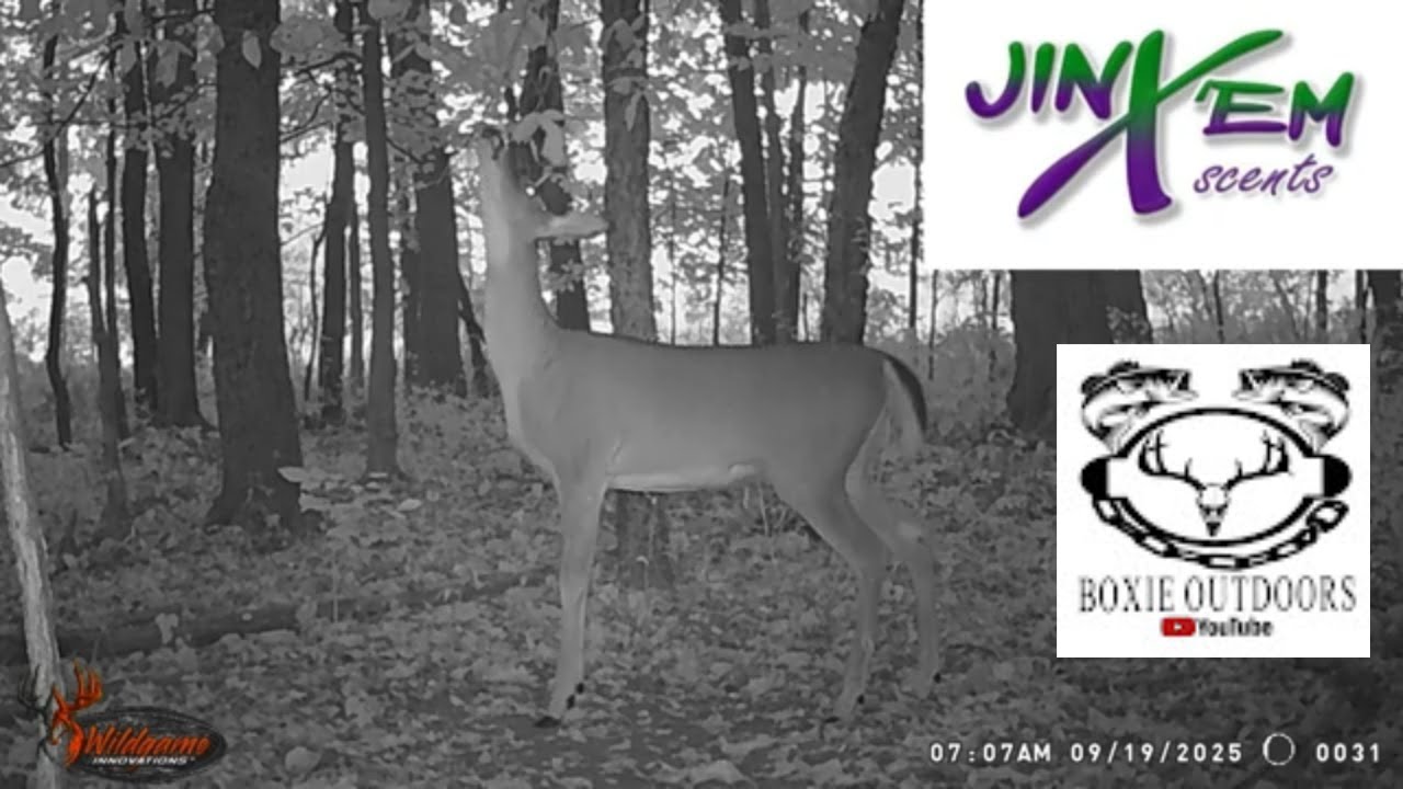 Mock Scrape with Jinx'em Scent 