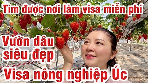 VISA NÔNG NGHIỆP ÚC | VISA VỪA DU LỊCH VỪA LAO ĐỘNG | VƯỜN DÂU SIÊU ĐẸP Ở ÚC | CUỘC SỐNG ÚC
