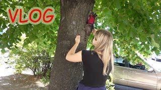 : VLOG    .  .