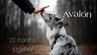 Avalon  Border Collie | 20 Months Together ♥