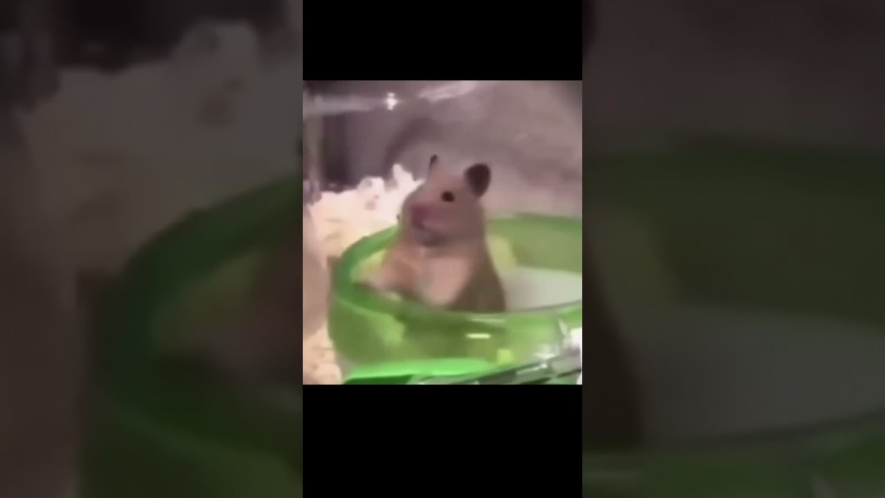 Shorts Epic 5 Second Meme Video 299