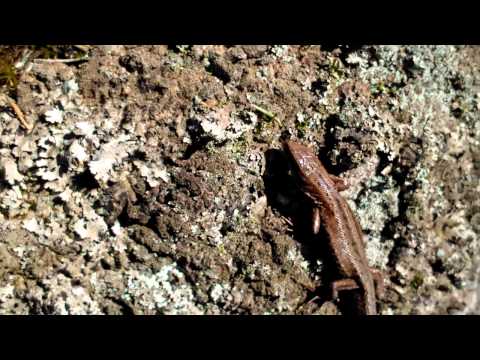 Adder snake and lizard in early spring (25 March)