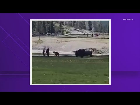 Bison attack caught on camera at Yellowstone National Park - YouTube
