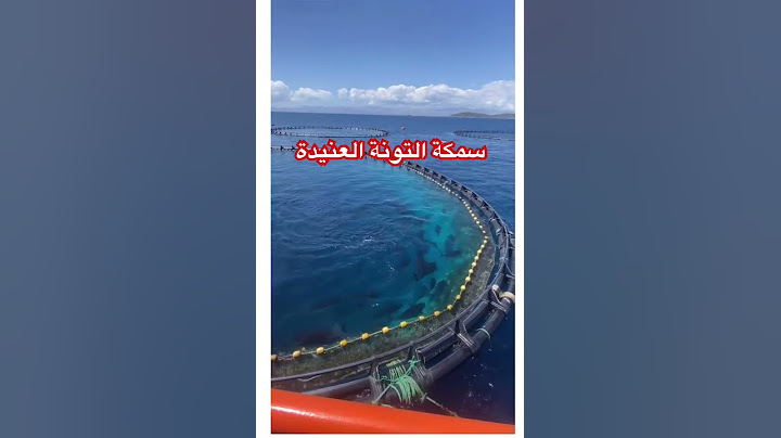 سمكة التونة العنيدة وتربيتها في أقفاص داخل البحر .
