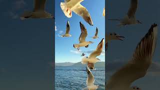 Enjoy a soft and relaxing music with viewing of nature 💚🏕🌿🌲🌳☘️ screenshot 5