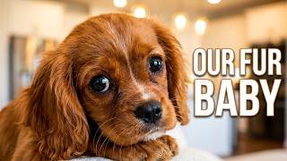 We Brought Home Our Cavalier King Charles Spaniel Puppy! | Jersey Rose’s Adoption Day