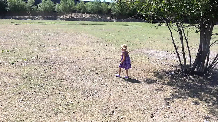 Kenley loves sheep