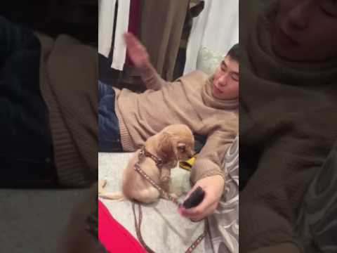Видео: Бид эрсдэлд орлоо: Кама мужаас сарвуугаа тайрч олсон Макс нохойг арьс шилжүүлэн суулгах болно